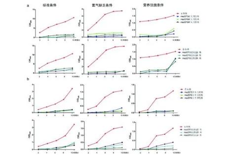 北京及非北京基因型結(jié)核分枝桿菌的生長曲線與基因表達差異