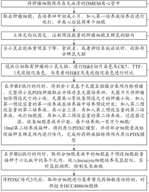 奧西替尼耐藥肺癌腦轉移顱內的原位PDX模型構建方法