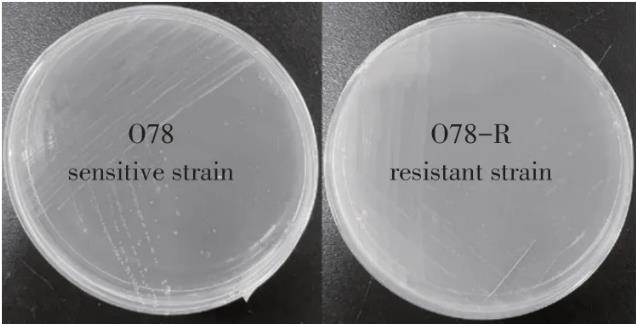 大腸桿菌噬菌體Bp4抗性菌株與其敏感菌株培養特性及耐藥性檢測（一）