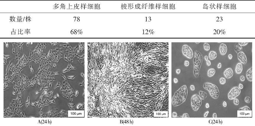 MDCK單克隆細胞復蘇活率、生長狀態、生長速度和生長形態研究