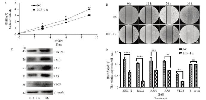 HIF-1α納米抗體對(duì)黑素瘤細(xì)胞增殖與生長（摘要、試驗(yàn)方法）