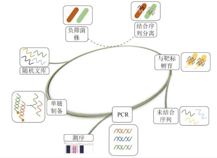 銅綠假單胞菌適配體的篩選和裁剪【研究進展】