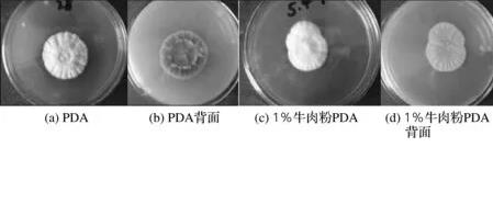 無性型蟲草菌株qsun-1發酵培養基組成成分優化及生長影響因素