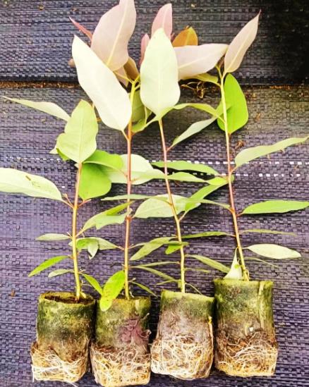 桉樹接種促生菌分類、對林木生長影響