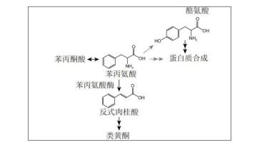 實時監測藍藻細胞內用于外源生物合成的苯丙氨酸相對含量的方法