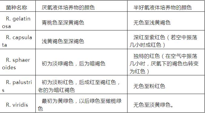 光合細菌怎么培養？光合細菌的培養條件與生產工藝、顏色變化