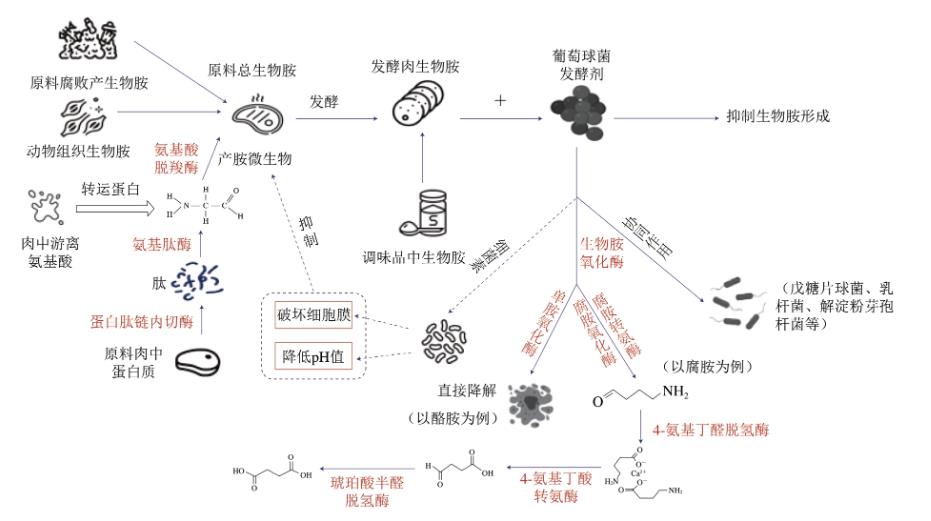 綜述葡萄球菌降低發(fā)酵肉中生物胺含量的三種機制（二）
