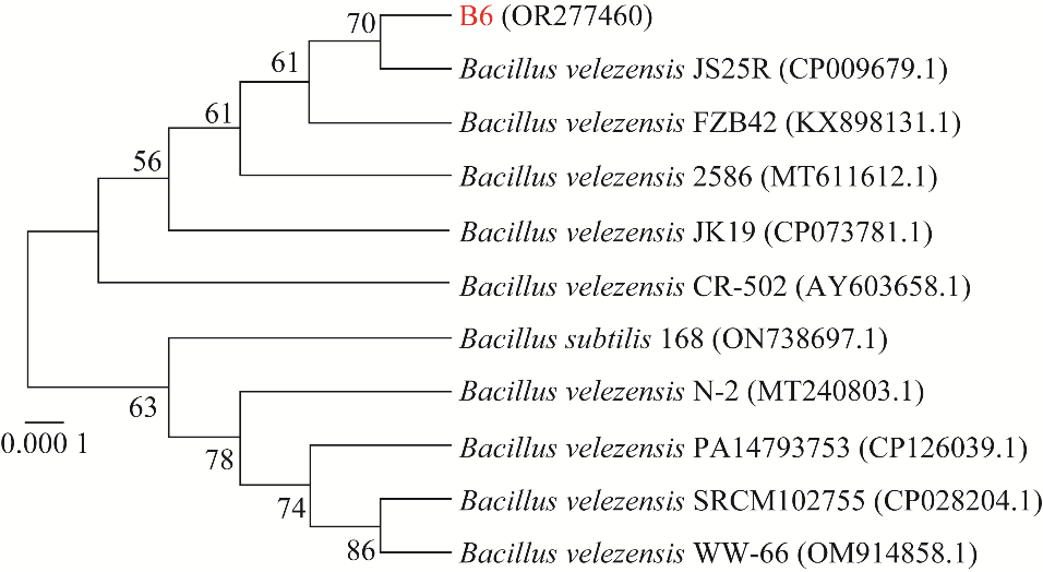 貝萊斯芽孢桿菌B.velezensis B6生長(zhǎng)曲線、驅(qū)油功能特性評(píng)價(jià)（一）