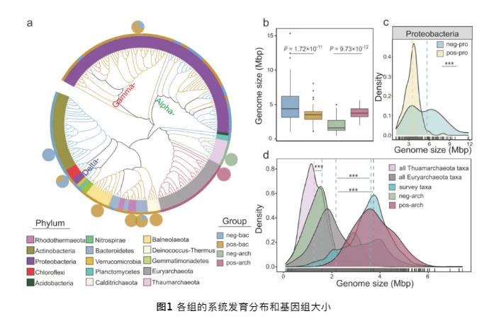 鹽堿地中微生物（細(xì)菌和古細(xì)菌）對(duì)鹽度的響應(yīng)模式與進(jìn)化策略