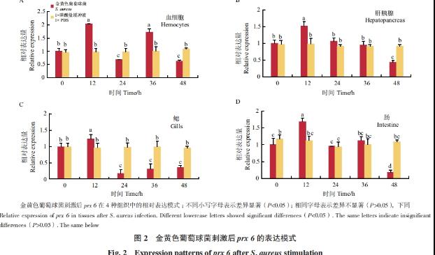 小龍蝦prx 6基因在對(duì)抗金黃色葡萄球菌感染中的分子作用機(jī)制