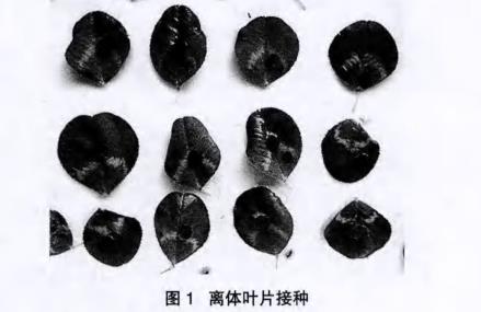 不同溫度和pH對(duì)白三葉草鏈格孢菌菌落生長(zhǎng)的影響【實(shí)驗(yàn)結(jié)果】