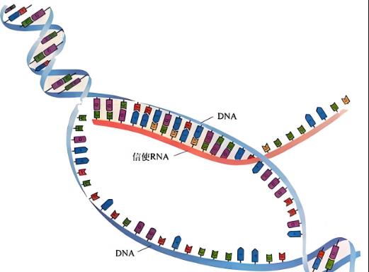 DNA甲基化是什么意思？DNA甲基化轉移酶與生長抑制（一）