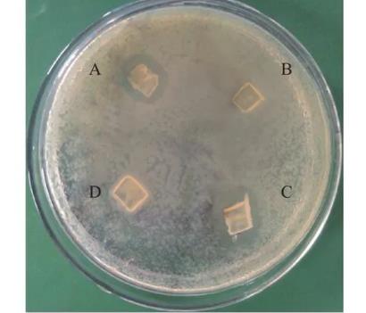 豨薟草果實內(nèi)生細(xì)菌分離、鑒定、生長特性、抑菌效果及藥敏分析（二）