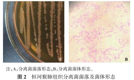 恒河猴肺中陰溝腸桿菌的分離鑒定及藥物敏感性試驗——結(jié)果、討論