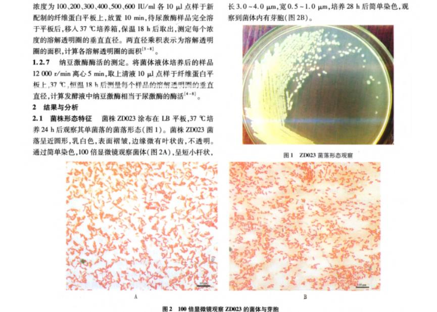 納豆芽胞桿菌生理生化鑒定、生長(zhǎng)曲線及產(chǎn)納豆激酶的酶活力