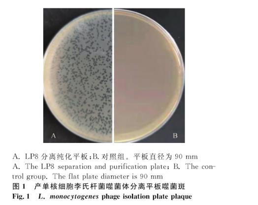 產(chǎn)單核細(xì)胞李氏桿菌噬菌體分離、超離、宿主譜鑒定及生長(zhǎng)曲線繪制（一）