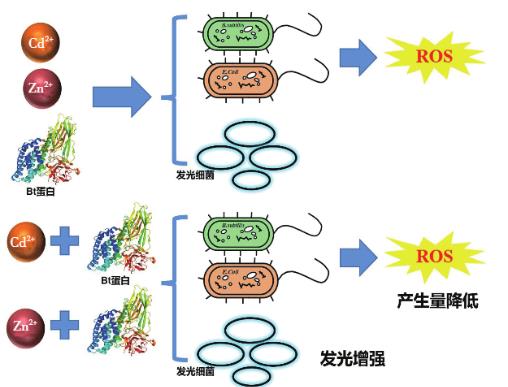 Zn2+、Cd2+、Cry1Ac蛋白單獨(dú)及聯(lián)合暴露對(duì)大腸桿菌和枯草芽孢桿菌的毒性作用（一）
