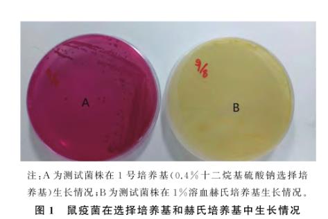 鼠疫耶爾森氏菌在3種選擇培養(yǎng)基生長能力的測定——材料與方法