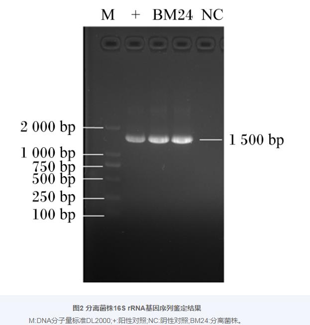巨大芽孢桿菌BM24生長曲線、耐藥性、益生潛力評估及藥敏試驗（二）
