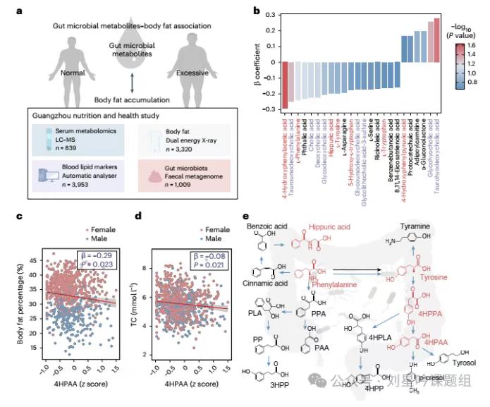 腸道微生物代謝芳香族氨基酸產(chǎn)生的4HPAA、3HPP和4HPP與減肥密切相關？