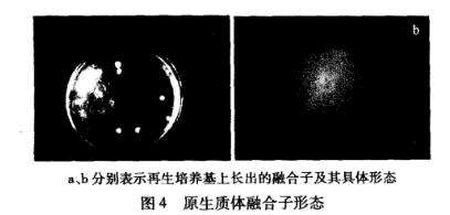 羅爾阿太菌生長曲線、原生質體制備條件及融合技術（四）