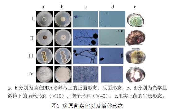 25種天然植物精油對藍莓致病菌生長曲線、抑制作用（一）