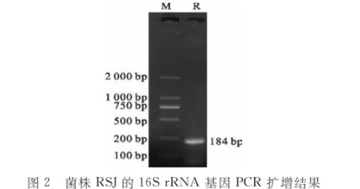 水貂腸道乳酸桿菌RSJ生長曲線及產(chǎn)酸、藥敏試驗結果（二）