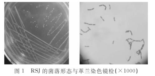水貂腸道乳酸桿菌RSJ生長曲線及產(chǎn)酸、藥敏試驗結果（一）