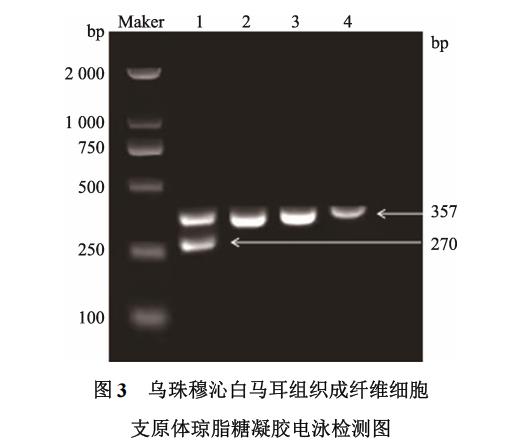 白馬耳組織成纖維細(xì)胞體外培養(yǎng)、冷凍前及復(fù)蘇后存活率、生長(zhǎng)曲線繪制（二）