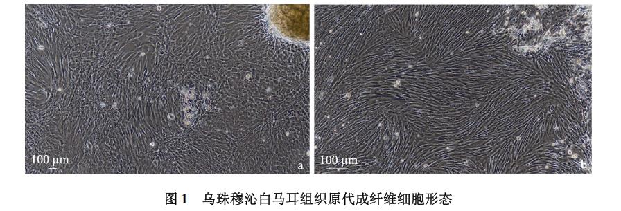 白馬耳組織成纖維細(xì)胞體外培養(yǎng)、冷凍前及復(fù)蘇后存活率、生長(zhǎng)曲線繪制（一）