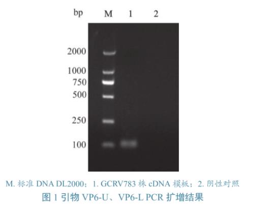 草魚(yú)呼腸孤病毒培養(yǎng)與滴度測(cè)定、及在草魚(yú)、CIK細(xì)胞上的生長(zhǎng)特性研究（二）