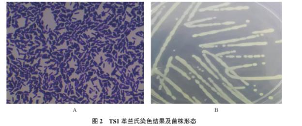 牦牛源短小芽孢桿菌生長曲線測定及藥敏試驗、體外抑菌結果解讀（二）